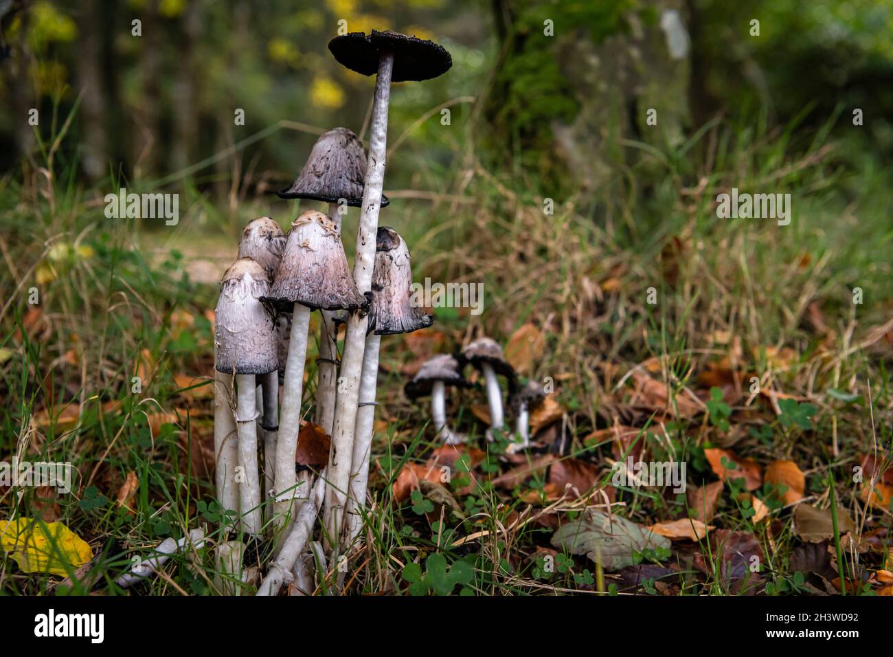 An autumnal 3 shot HDR image of the Shaggy Ink Cap, Coprinus comatus, aka Lawyers wig and Shaggy Mane, in Moidart, Scotland. 15 October 2021 Stock Photo