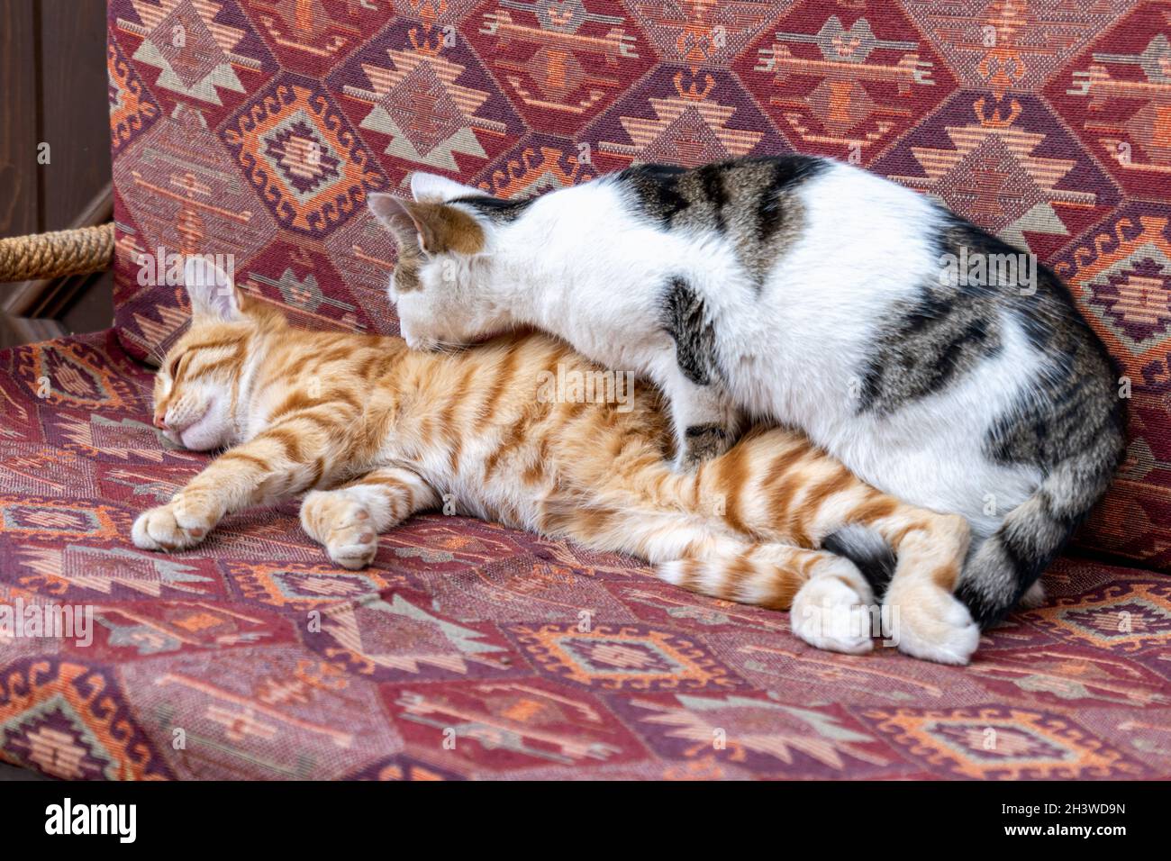 cats cuddling on cushion chair in Turkey. Turkish street cat cuddling and sleeping comfortably. Stock Photo