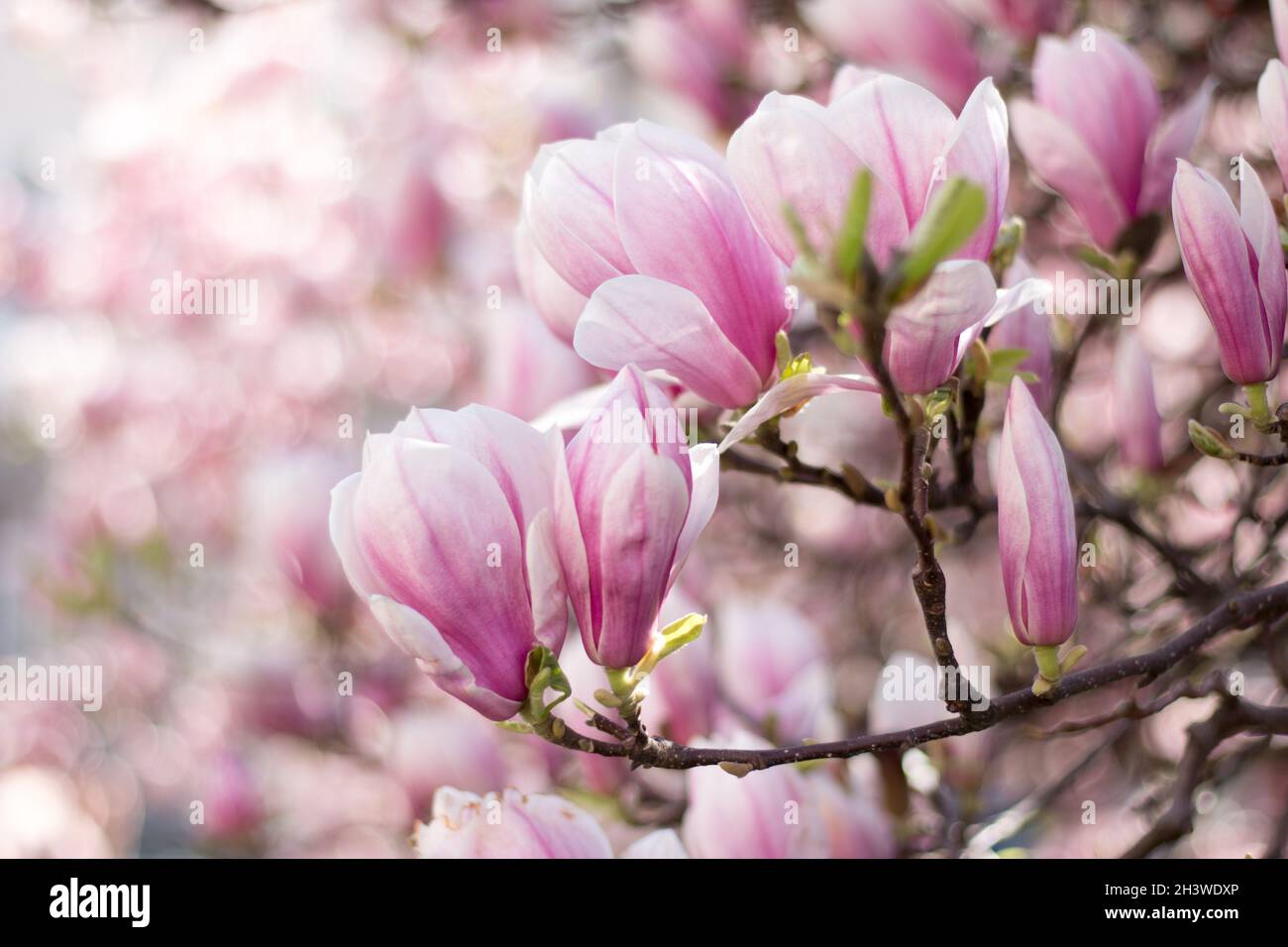Magnolia tree branch in hi-res stock photography and images - Alamy