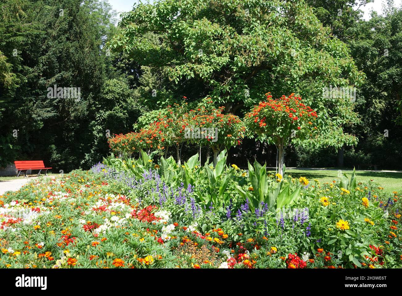 Lantana camara, spanish flag Stock Photo