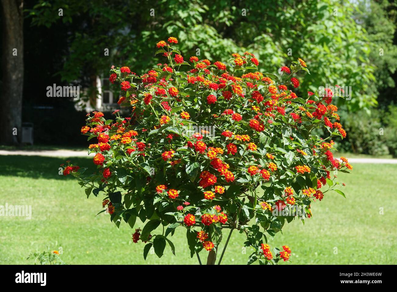Lantana camara, spanish flag Stock Photo