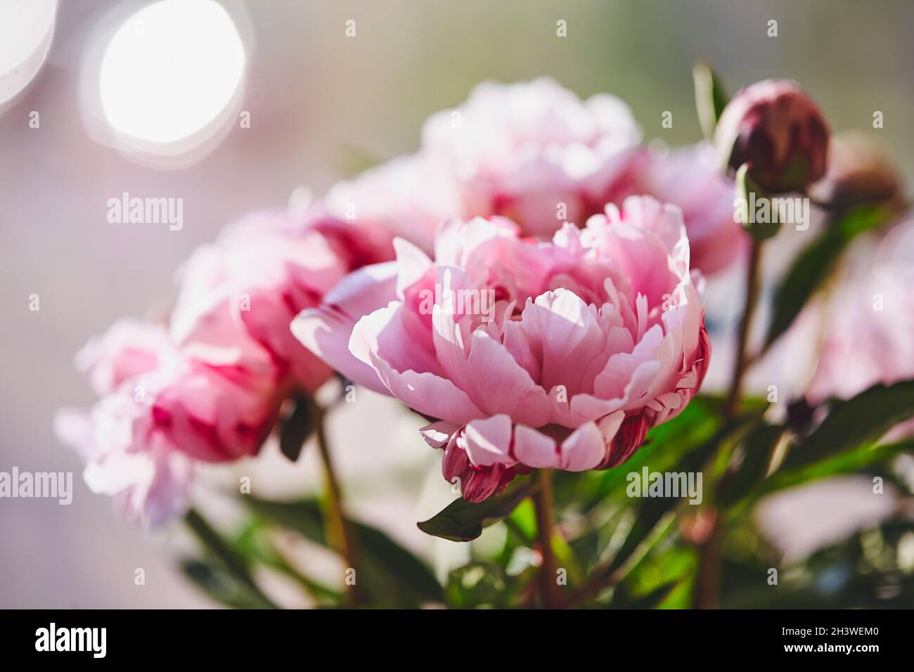 Beautiful flowers, peonies. Bouquet of pink peony background Stock ...