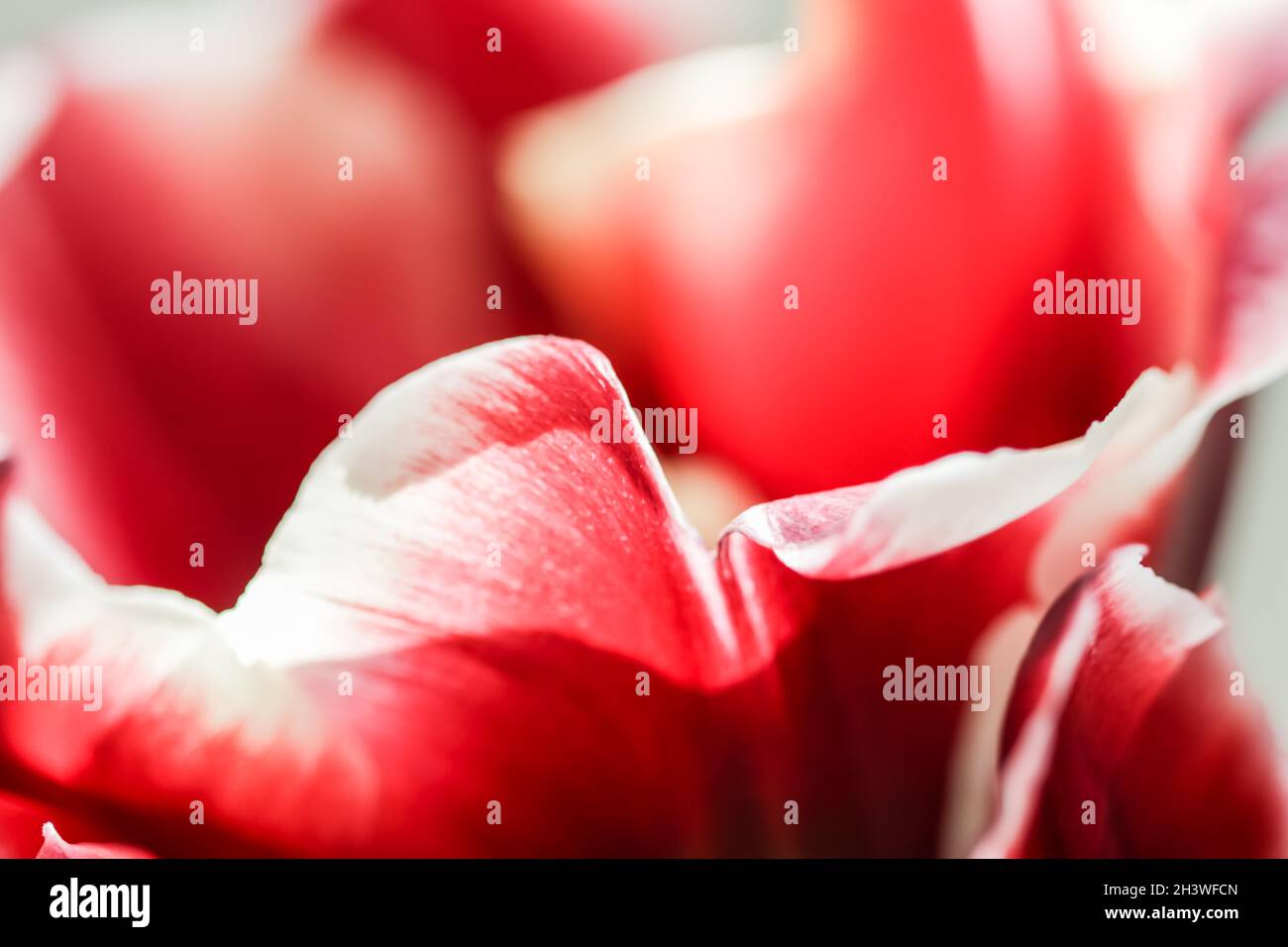 Abstract floral background, red tulip flower petals. Macro flowers backdrop for holiday brand design Stock Photo