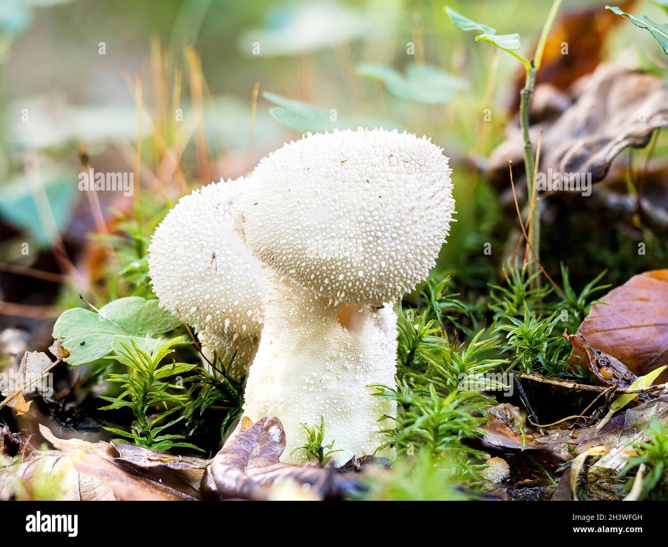 A common puffball mushroom in west Wales in autumn Stock Photo