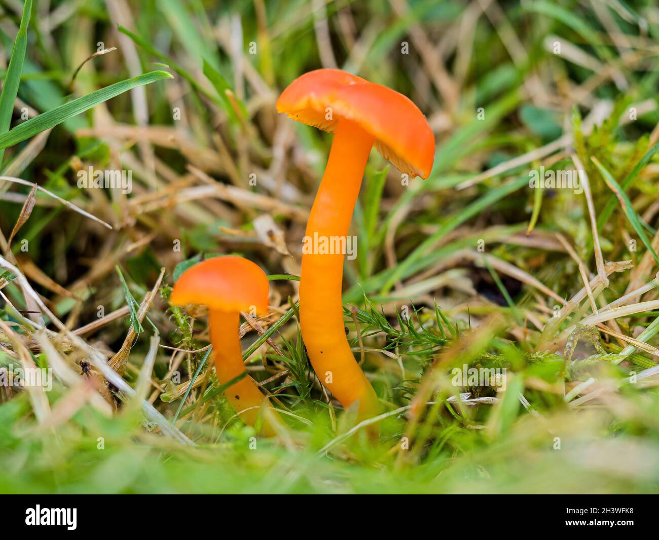 A vermillion waxcap mushroom in mid Wales in autumn Stock Photo