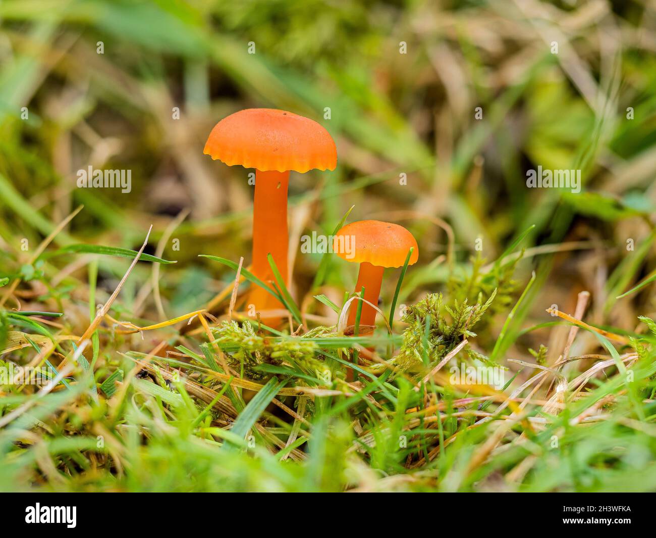 A vermillion waxcap mushroom in mid Wales in autumn Stock Photo