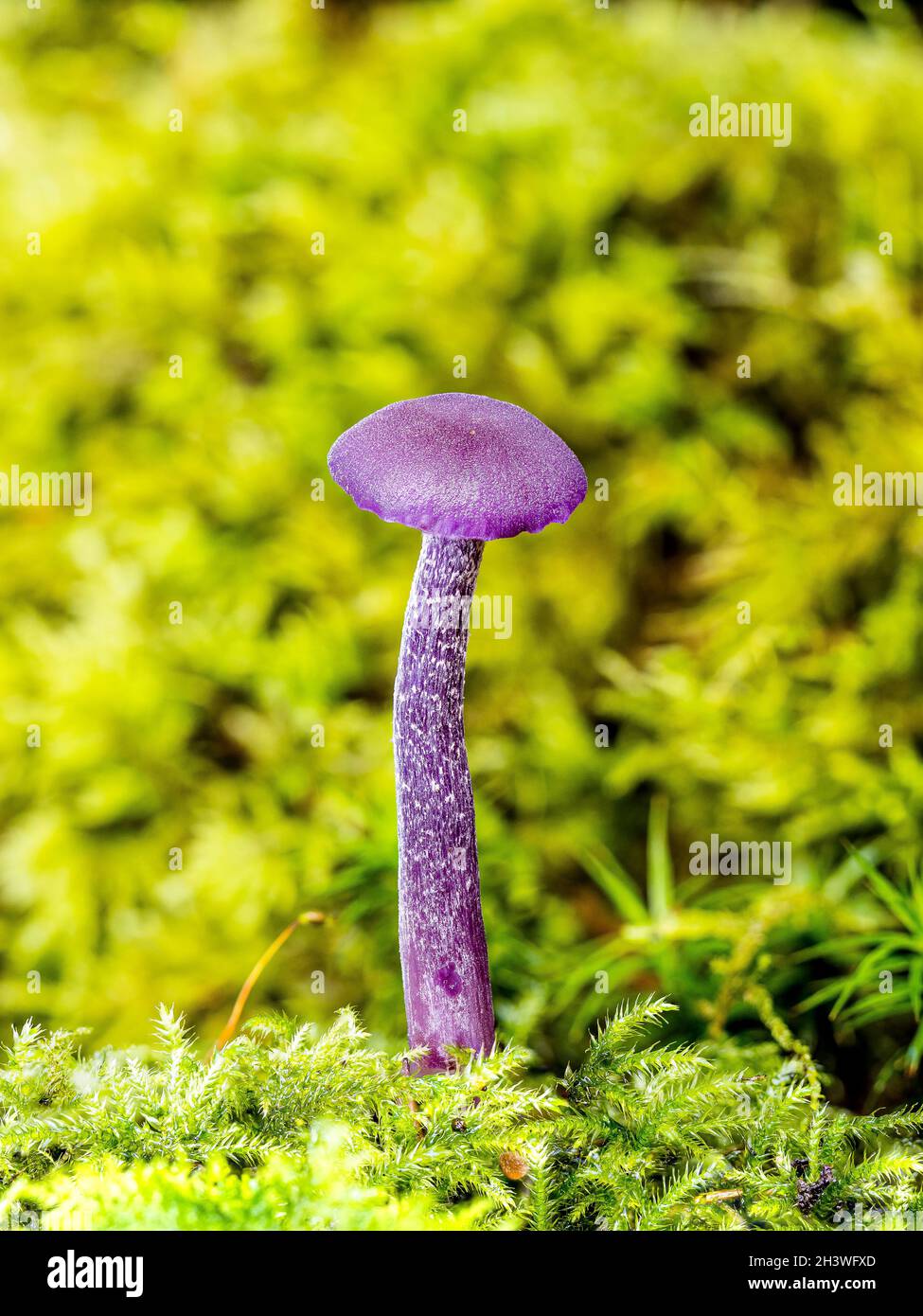 An amethyst deceiver mushroom in mid Wales in autumn Stock Photo