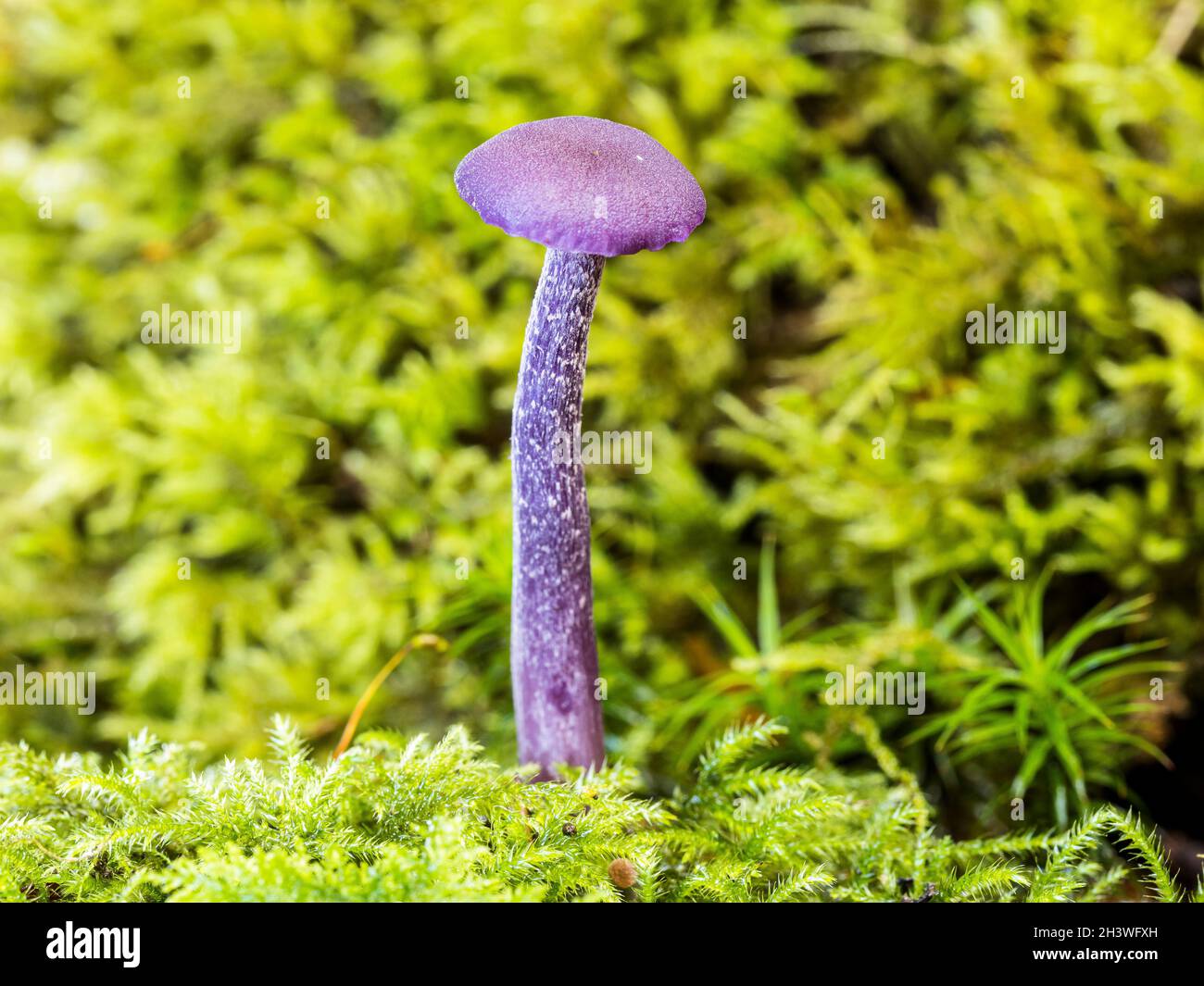 An amethyst deceiver mushroom in mid Wales in autumn Stock Photo
