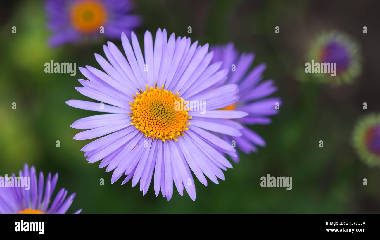 Alpine aster (Aster alpinus). Beautiful purple flowers with an orange center in the garden Stock Photo