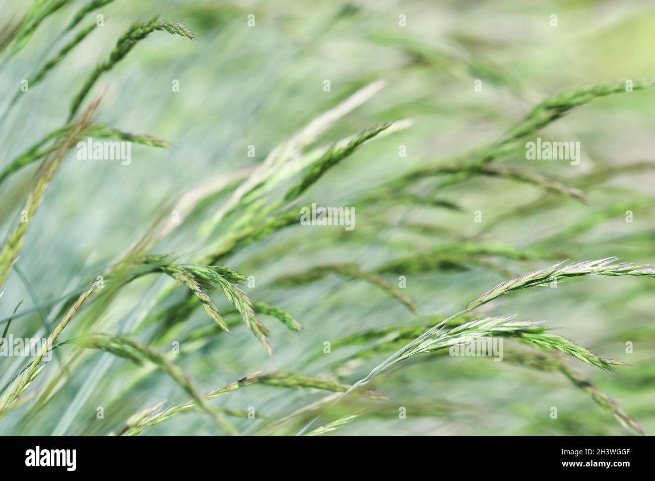 Decorative grass Blue Fescue. Festuca glauca spikelets. Natural background. Stock Photo