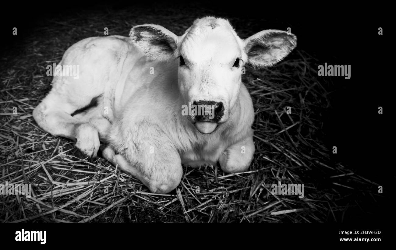 Beautiful white baby calf laying down in straw with his tongue out. Black and White Image. Stock Photo