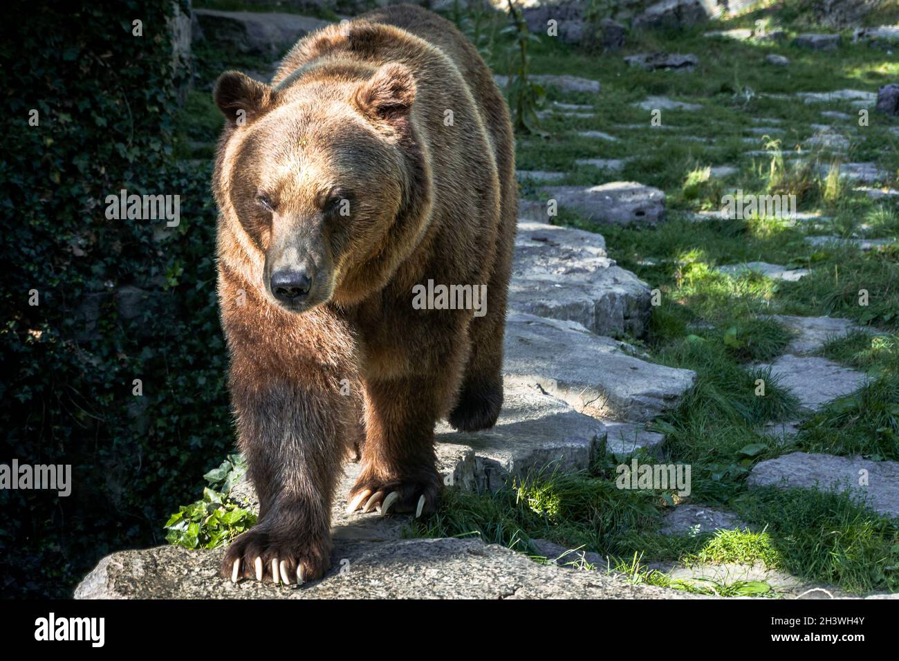 Close up picture of a ferocious grizzly bear approaching the camera Stock Photo