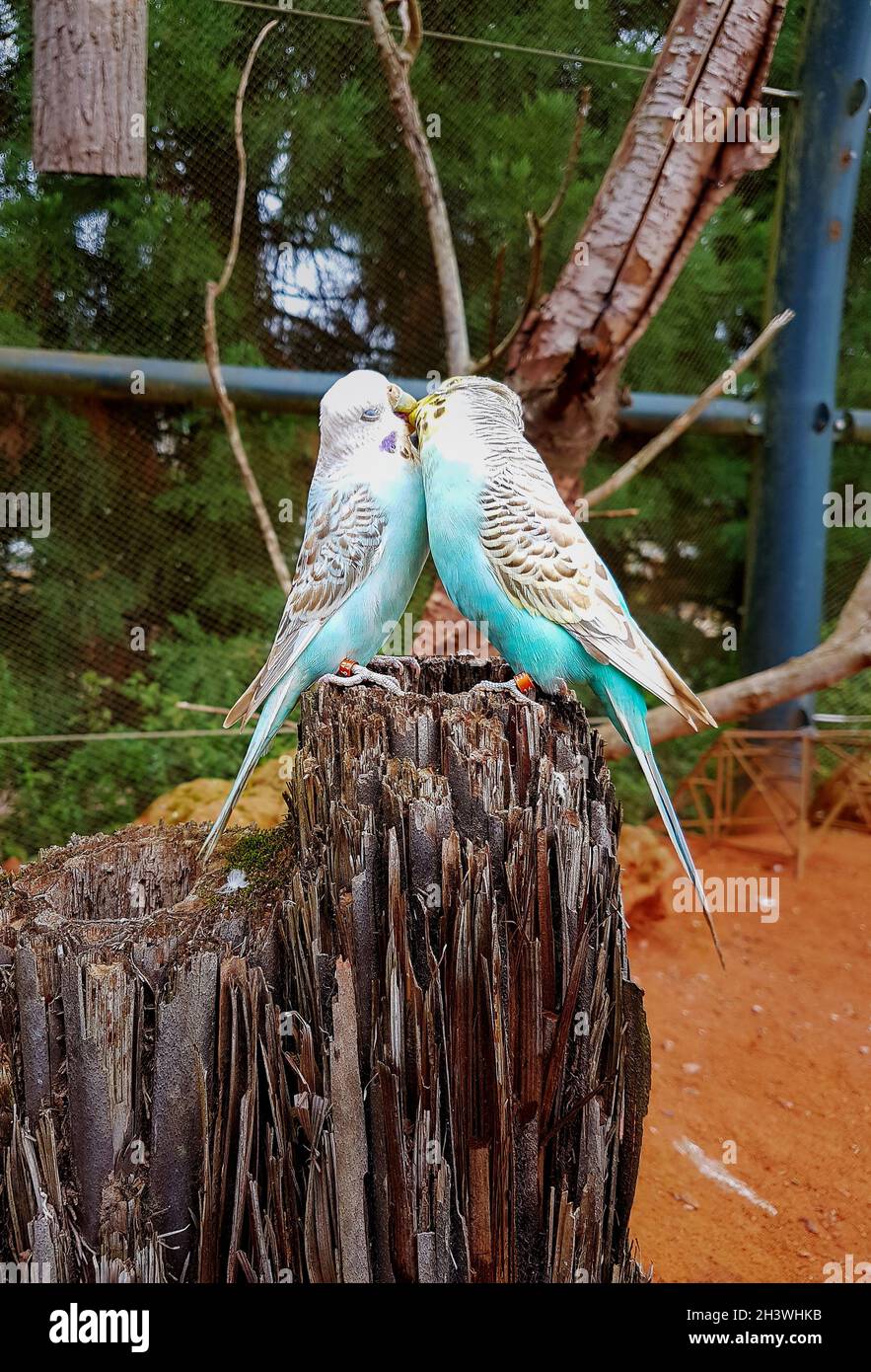 Two beautifully colored pigeons in a beautiful turquoise. They approached their beaks and kissed. Stock Photo