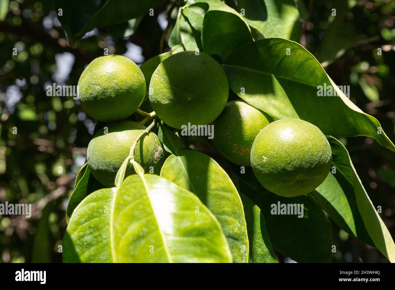 Bitter orange (Turunç) that has not yet turned yellow. Resembles an