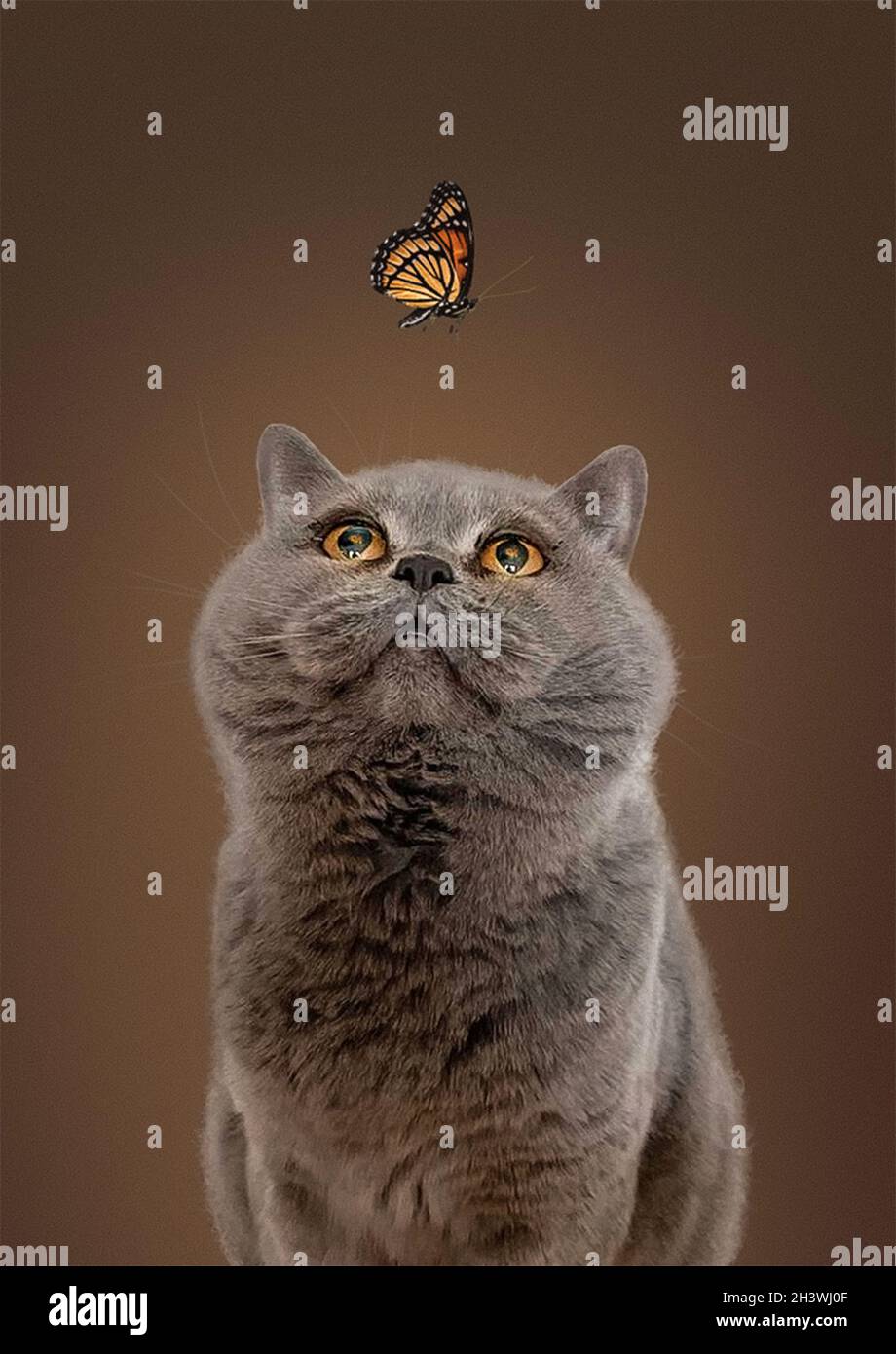 Image of a Chartreux cat looking for a butterfly flying over her head on a warm background Stock Photo