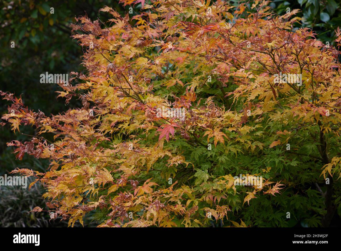 Colourful autumn leaves of the Japanese acer palmatum Peaches and Cream ...