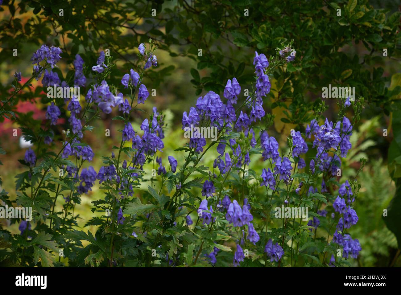 Blue flowers of the autumn flowering Aconitum carmichaelli Arendsii. Stock Photo