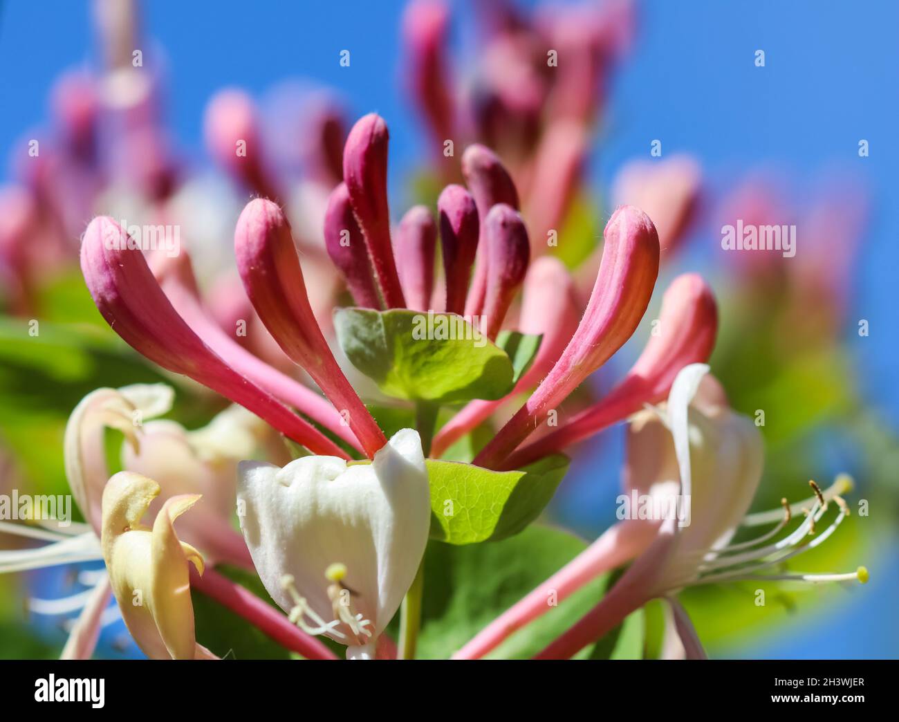 feather grass plant Mexican Feather Grass main image 1