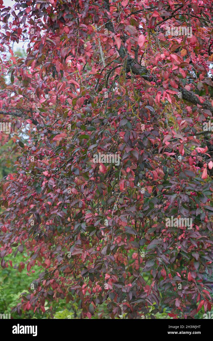 Close up of the colourful Euonymus europaeus Red Cascade seen with red leaves in autumn. Stock Photo