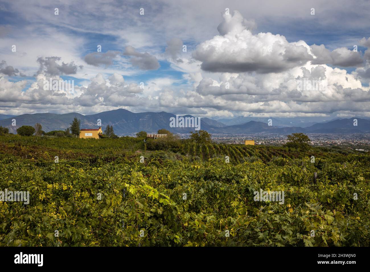 Vineyards, Naples, Italy Stock Photo