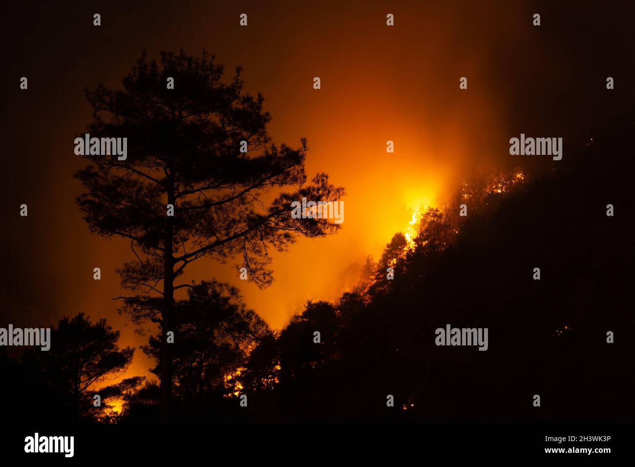 Night view of a forest fire in a steep rocky terrain. Flames, sparks and smoke rise to the sky. Silhouettes of pine trees are visible among the flames Stock Photo