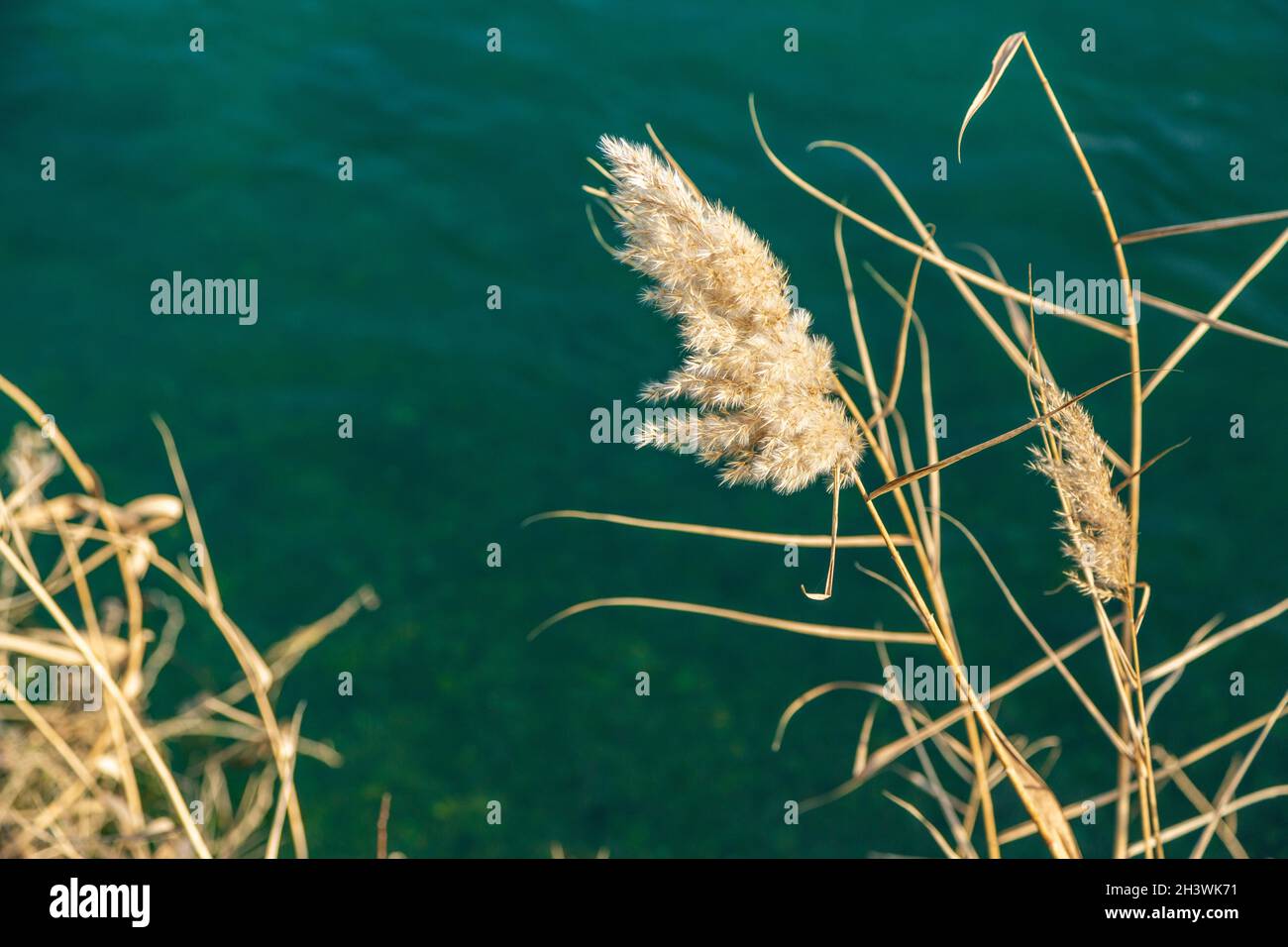 Reed, in wet places; It is a type of long and hollow plant that grows near a lake or river. Stock Photo