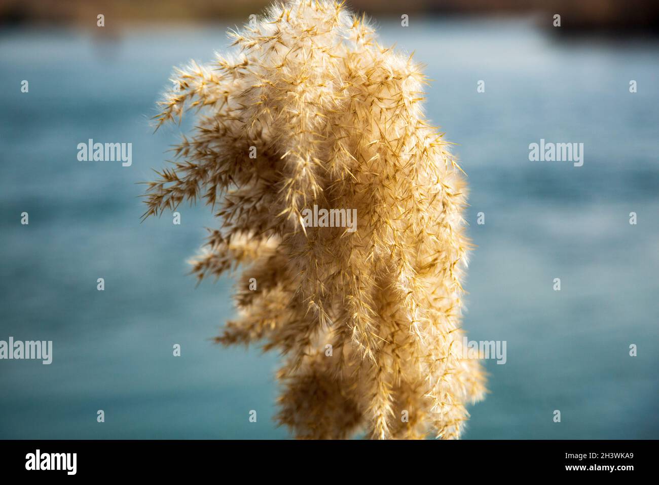Reed, in wet places; It is a type of long and hollow plant that grows near a lake or river. Stock Photo