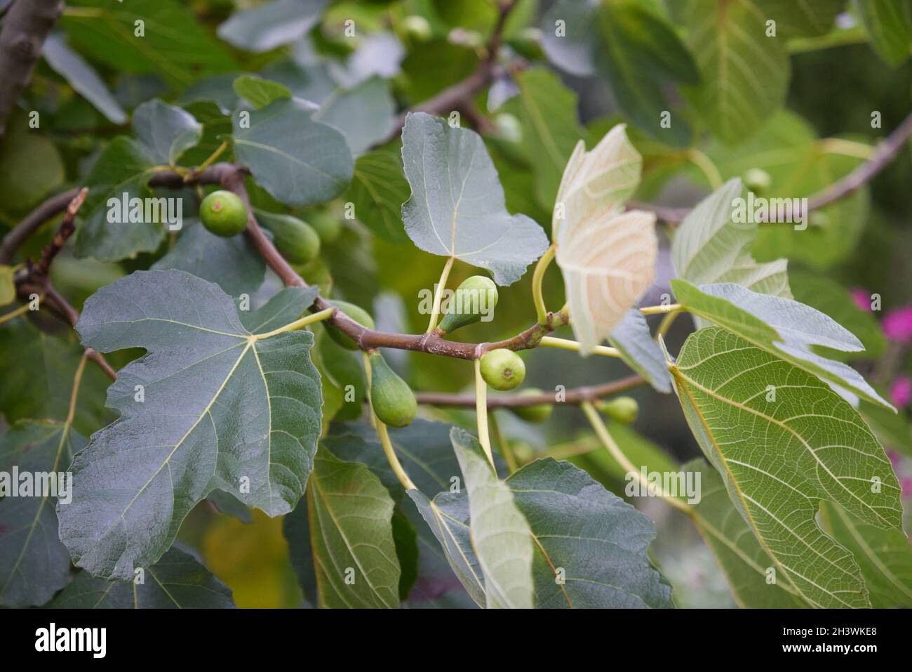 Ripe figs on plant hi-res stock photography and images - Alamy