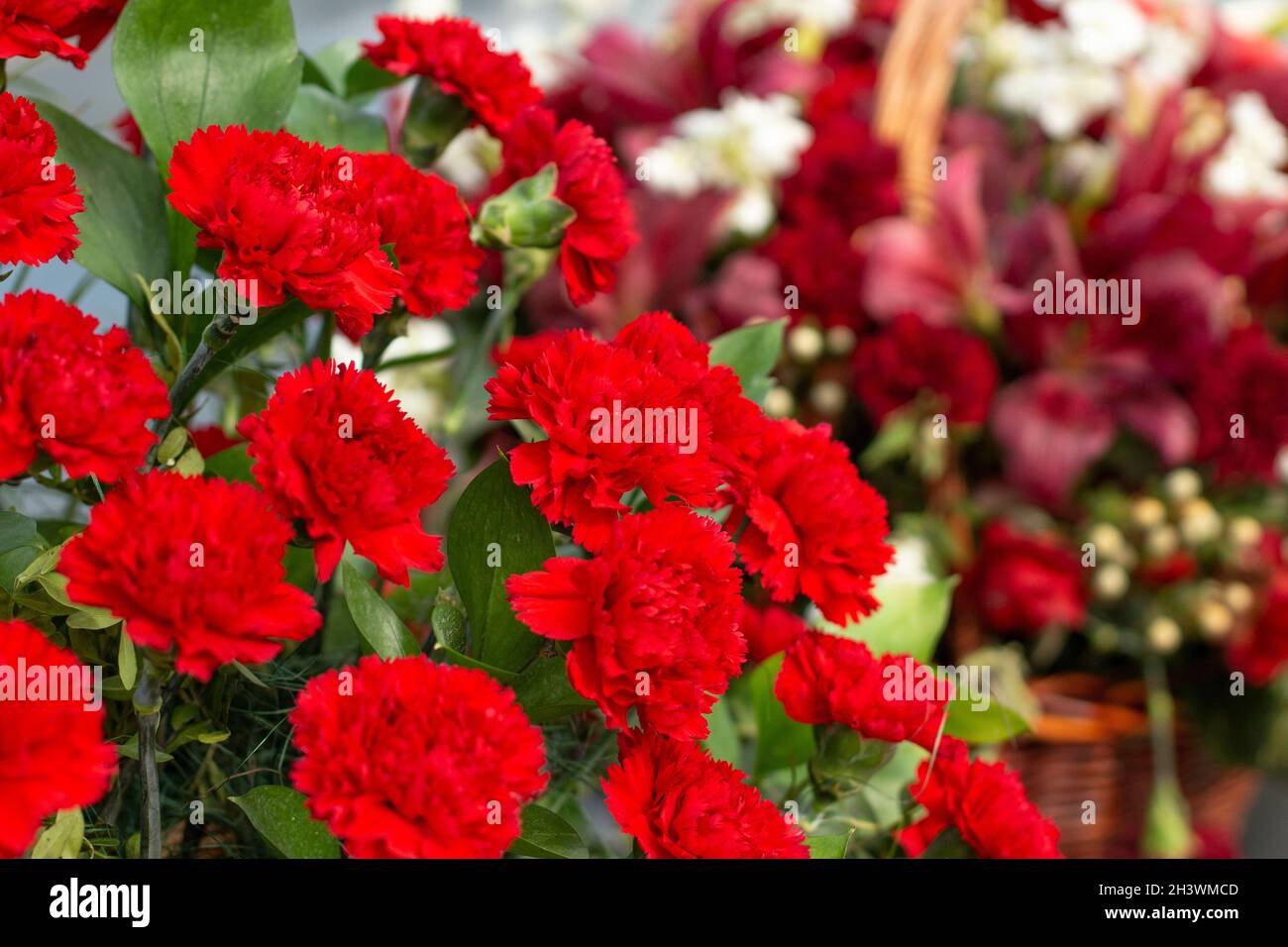 Red carnations. Flowers on the monument. Garden plants are gathered