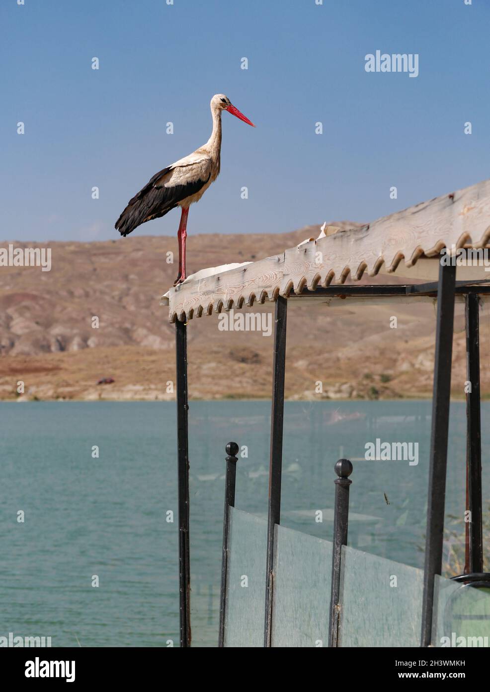 Young stork perched on the roof of a shed by a lake. Stock Photo