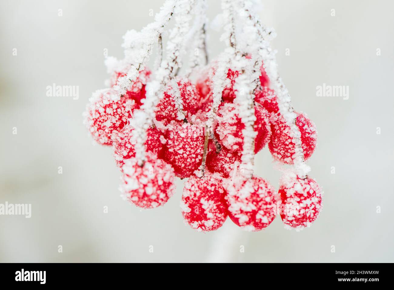 Rote Beeren im Frost im Winter Stock Photo