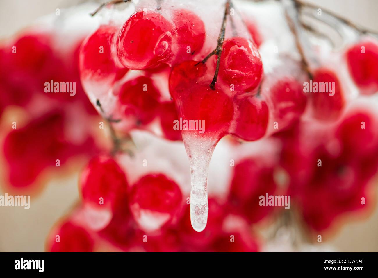 Rote Beeren im Frost im Winter Stock Photo