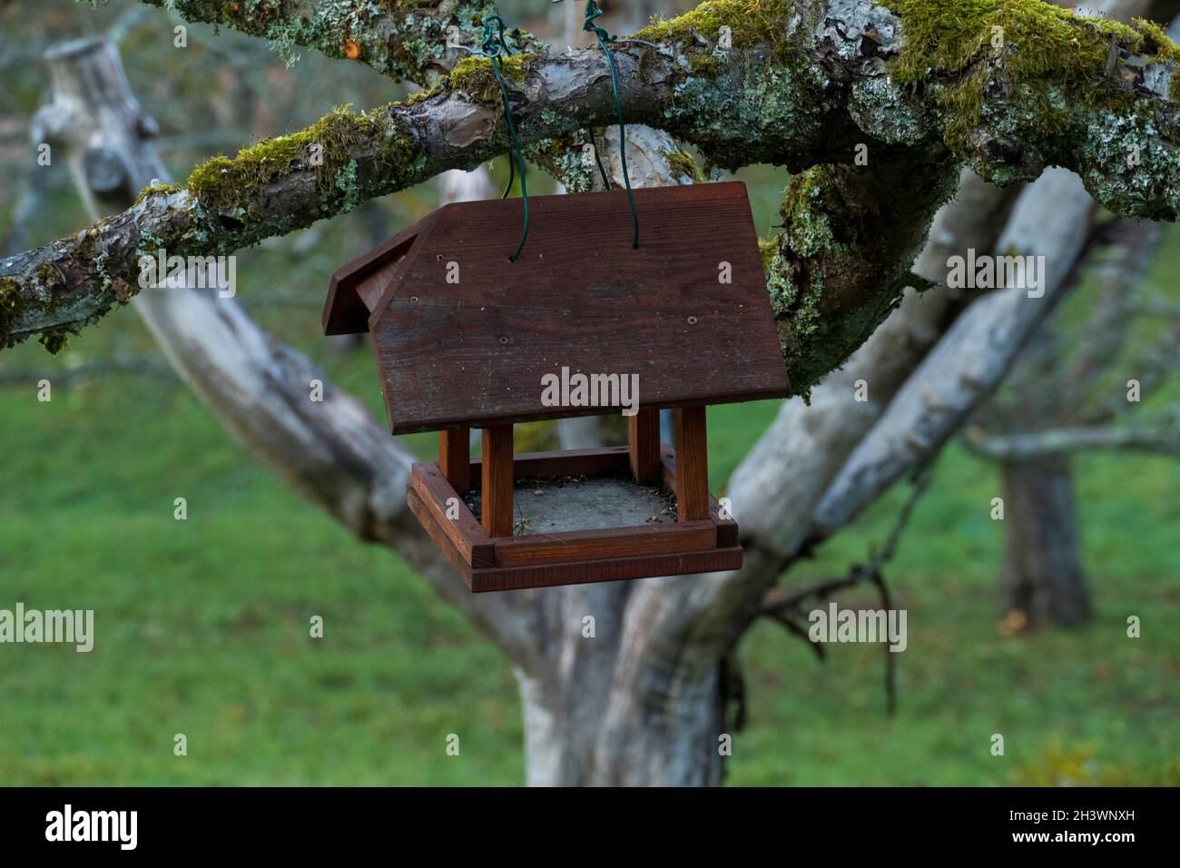 Vogelhaus hängt an einem Baum im Winter Stock Photo