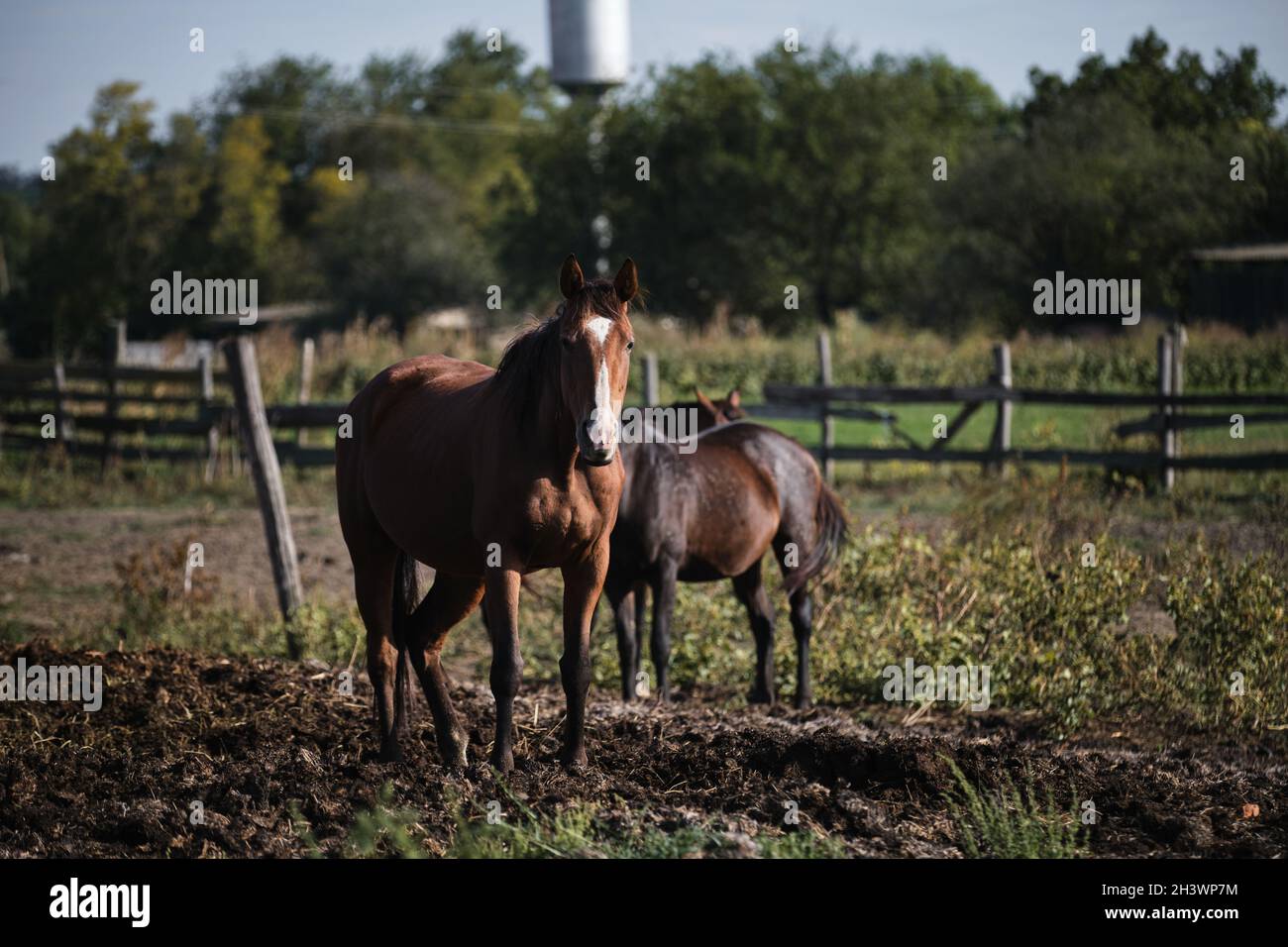 Brown horse with white spot on its head stands and looks carefully ahead. Two horses behind together. Cattle grazing. Country life in fresh air and ho Stock Photo