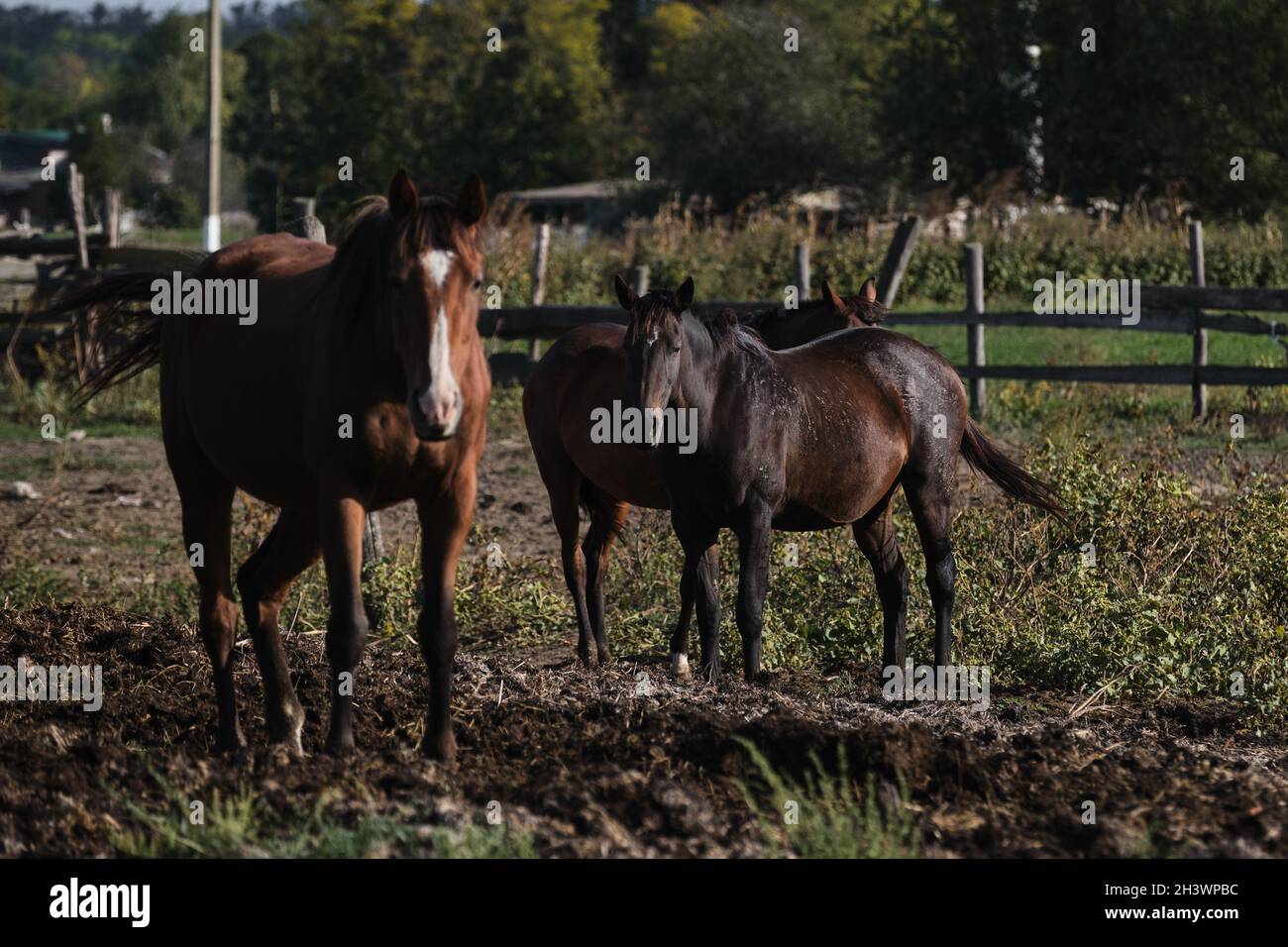 Brown horse with white spot on its head stands and looks carefully ahead. Two horses behind together. Cattle grazing. Country life in fresh air and ho Stock Photo