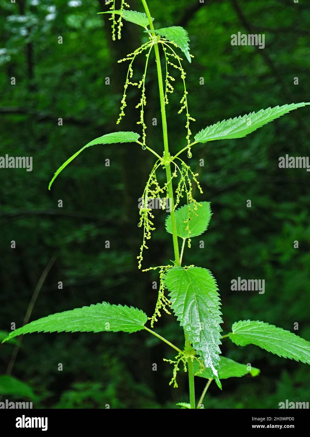 Common nettle, stinging nettle, blossom Stock Photo - Alamy