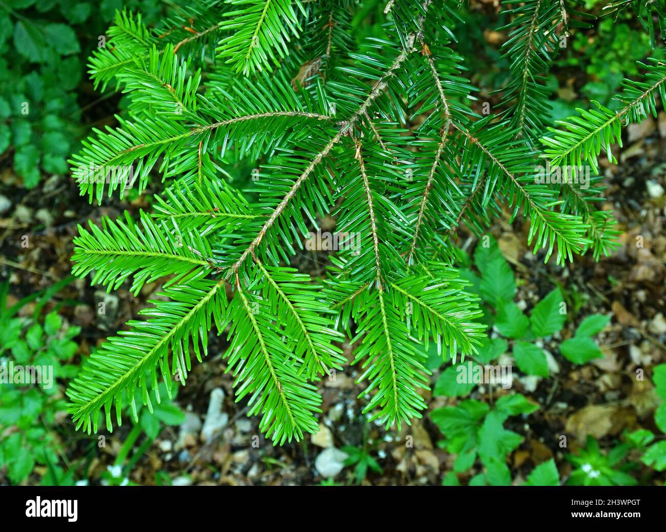Spring Blaze Fir Fir shoots hi-res stock photography and images - Alamy