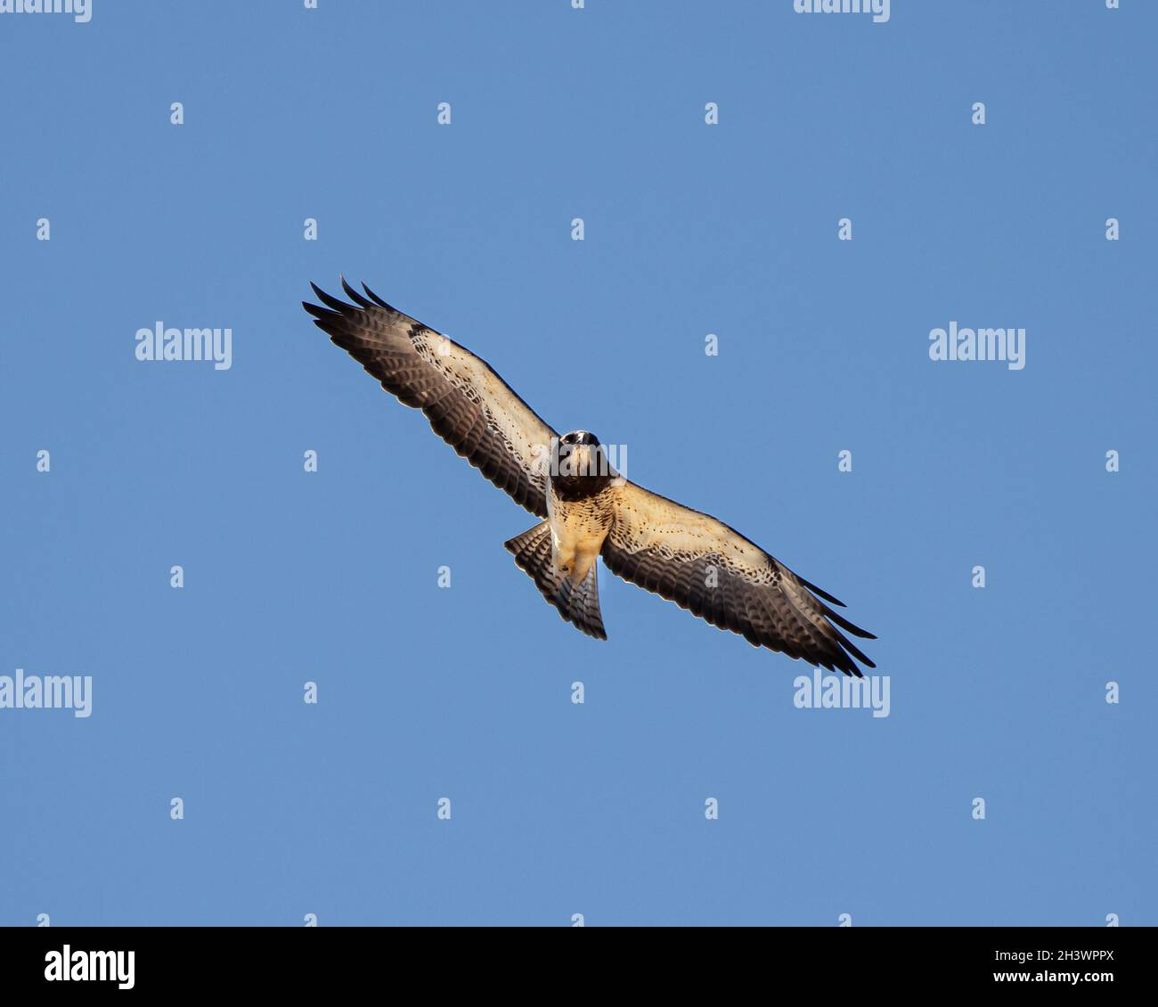 Swainsons hawk in flight hi-res stock photography and images - Alamy