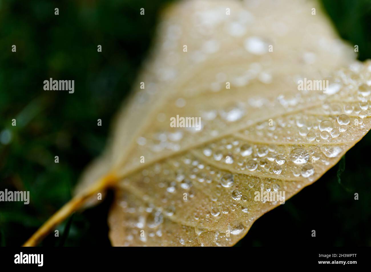 Beautiful green leaf texture with drops of water Stock Photo - Alamy