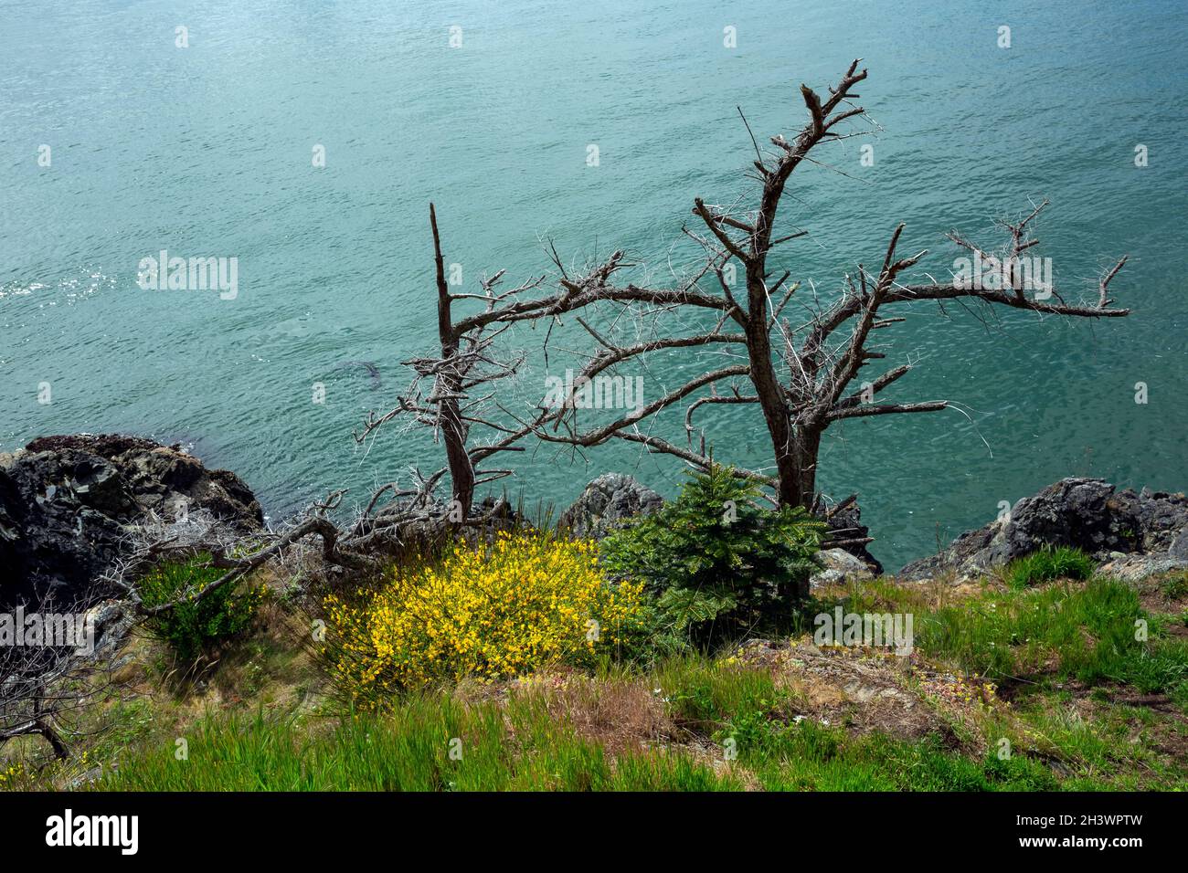 WA19724-00...WASHINGTON - Trees killed by the salt spray and new grow along Rosario Strait on Fidalgo Island. Stock Photo