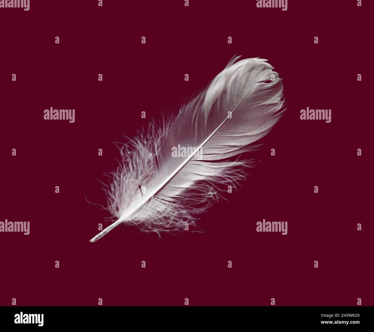 White downy feather hi-res stock photography and images - Alamy