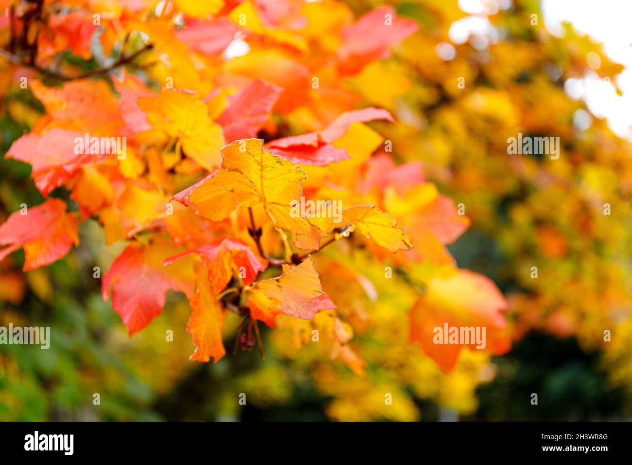 Autumn forest background. Vibrant color tree, red orange foliage in ...