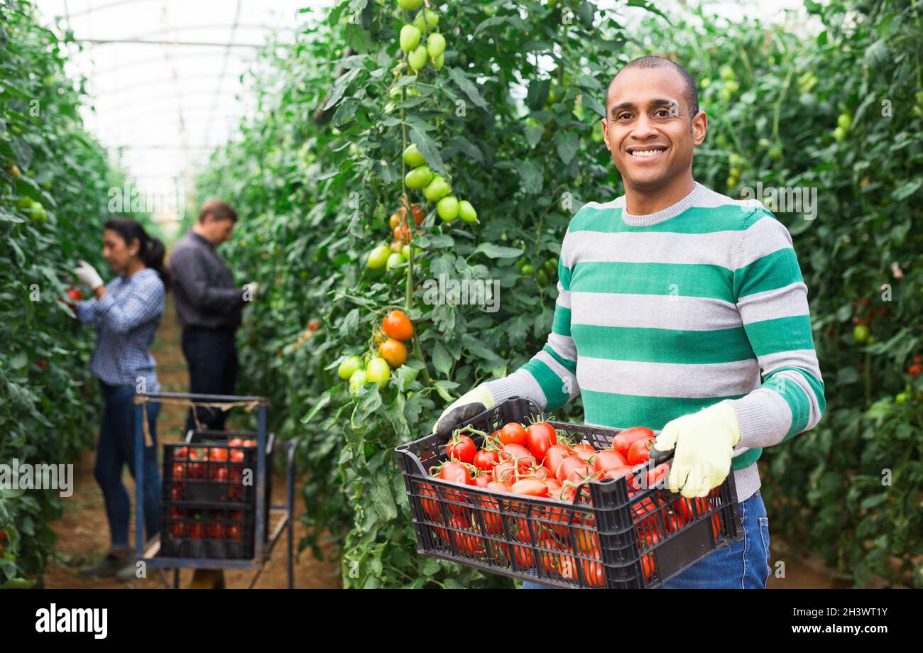 Latino farmer with box of ripe tomatoes in greenhouse Stock Photo - Alamy