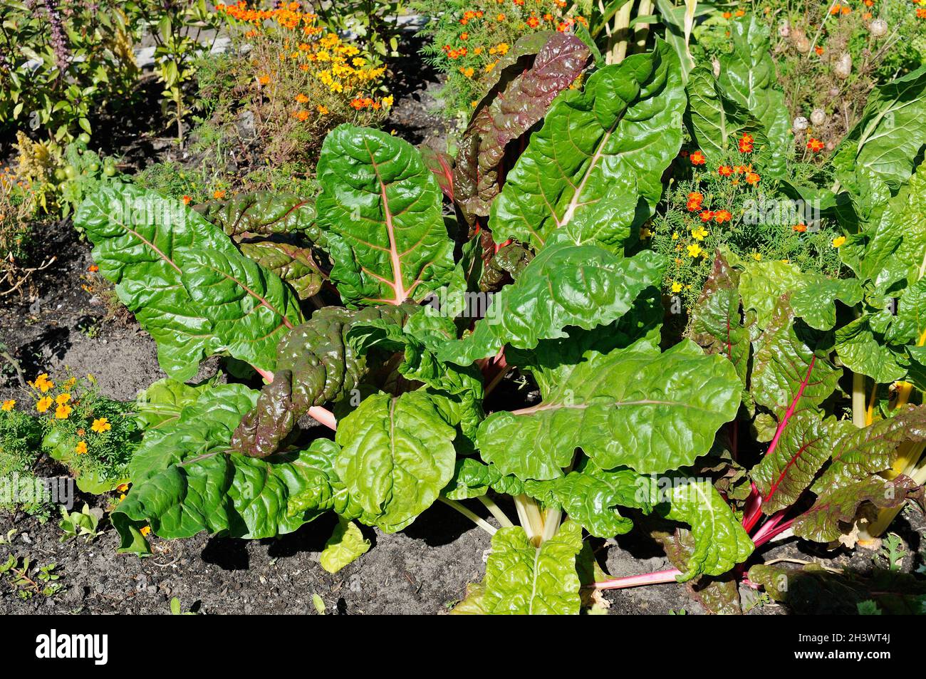 Red beets in the front garden among flowering plants. Stock Photo