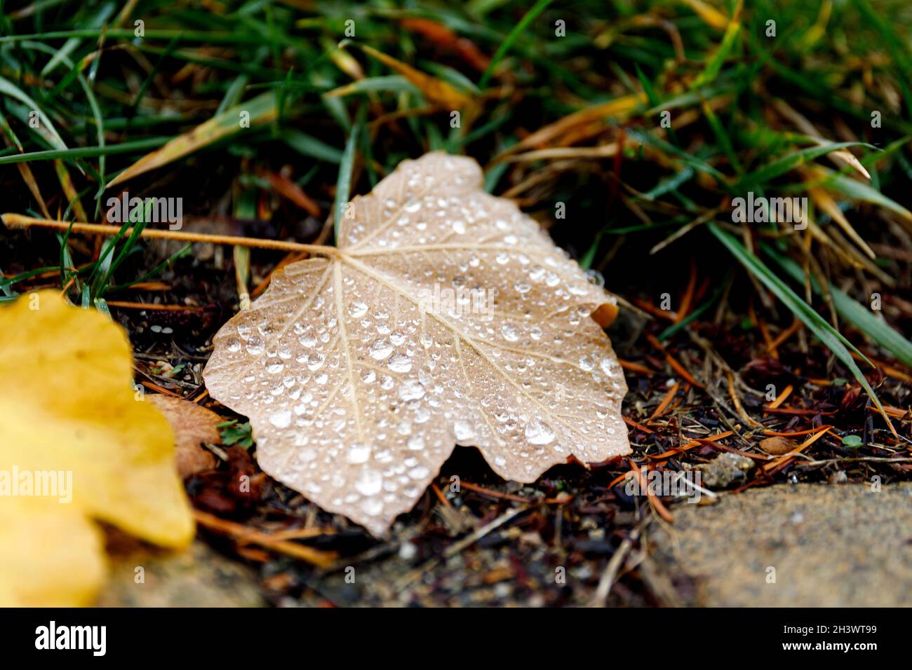 Beautiful green leaf texture with drops of water Stock Photo - Alamy