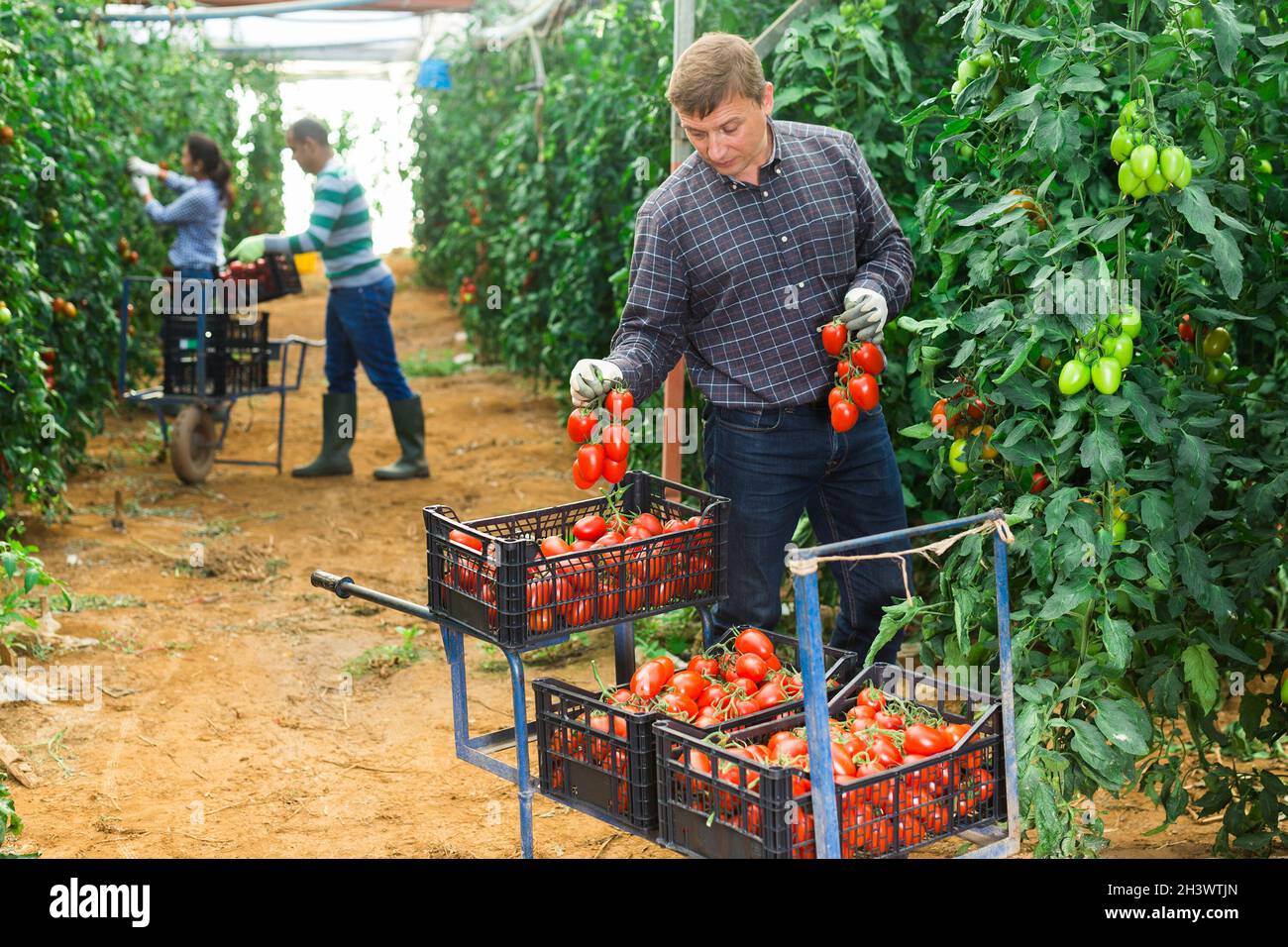 Group of gardeners harvesting tomatoes in glasshouse Stock Photo