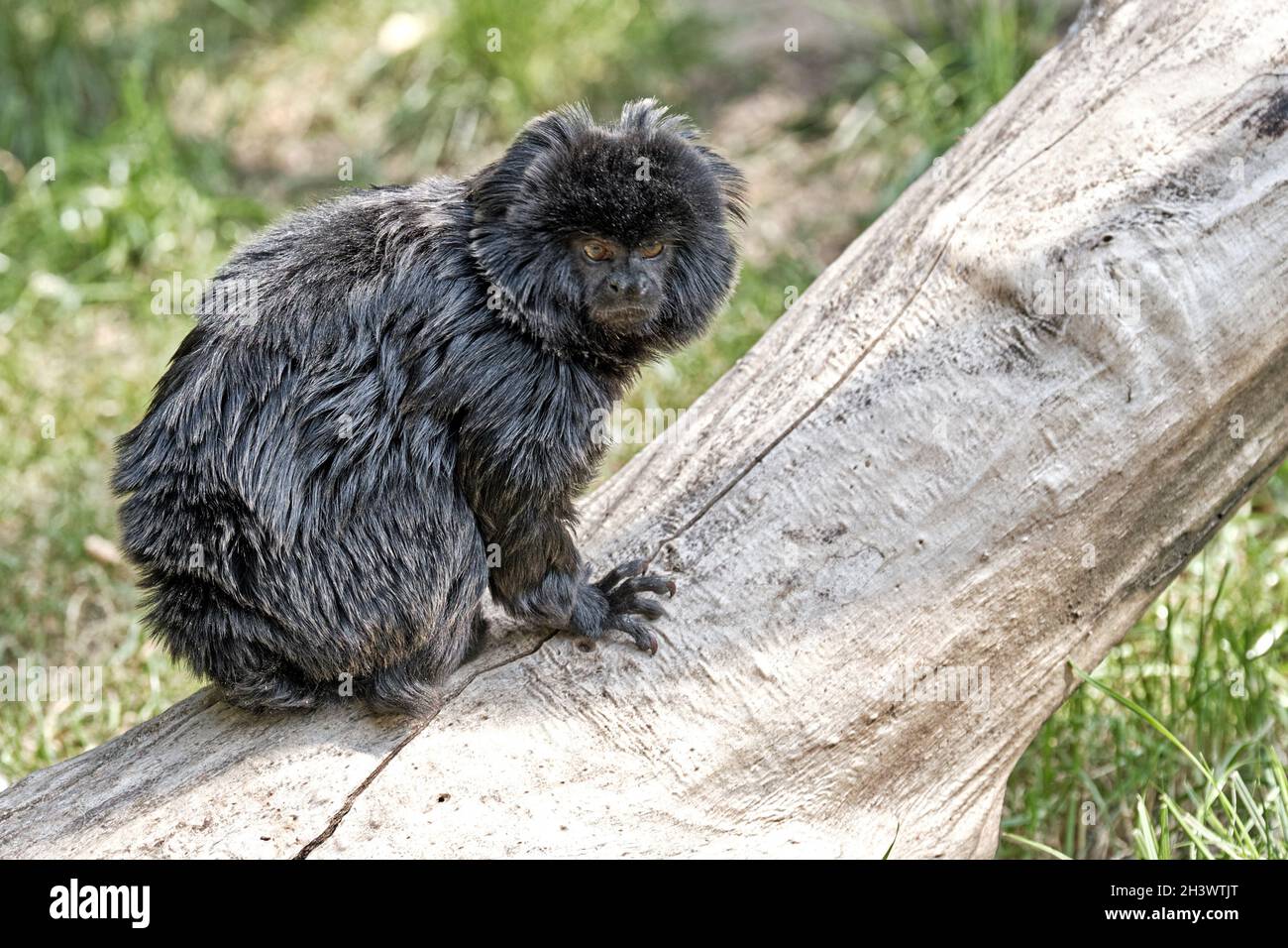 Jumping tamarin (Callimico goeldii). Stock Photo