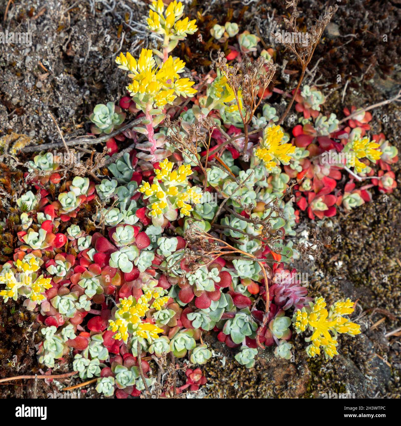 WA19734-00...WASHINGTON - A wild dudleya, a succulant that grows well on the rocky cliffs above Rosario Strait in Sharpe Park. Stock Photo