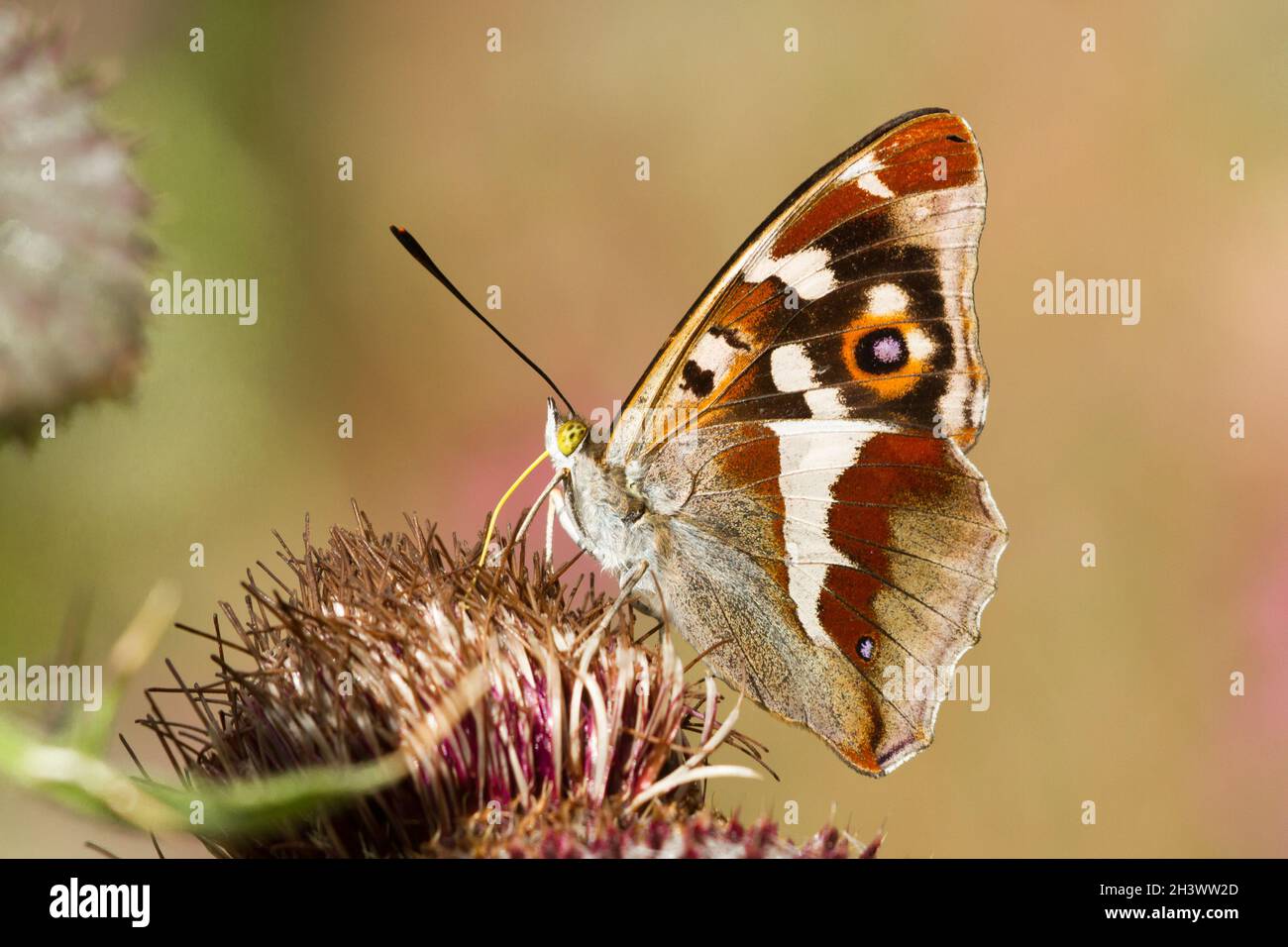 The Purple Emperor (Apatura iris), a fresh male feeding on a flower (Cardus sp.). Aosta valley, Italy. Stock Photo