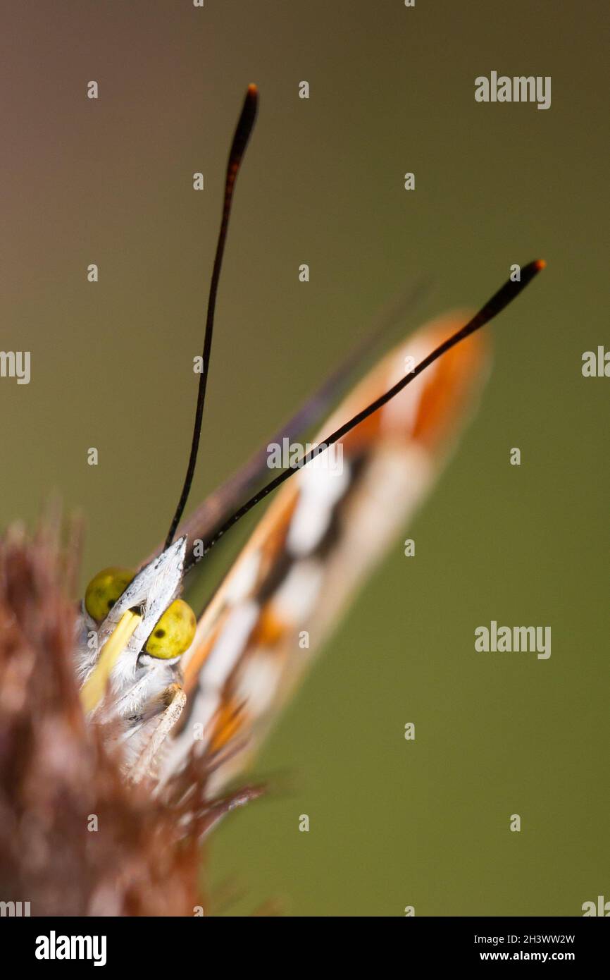 The Purple Emperor (Apatura iris), a fresh male feeding on a flower (Cardus sp.). Aosta valley, Italy. Stock Photo